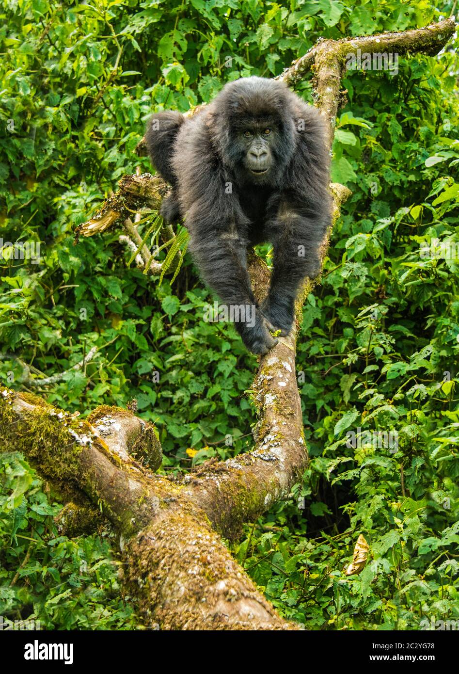 Mountain gorilla (Gorilla beringei beringei) on branch, Rwanda, Africa Stock Photo