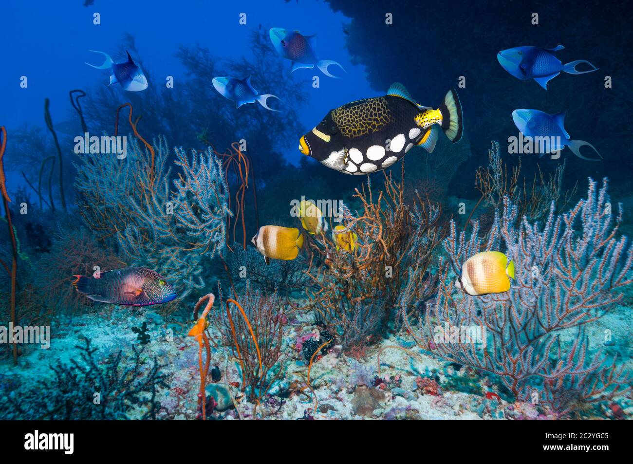 Clown triggerfish (Balistoides conspicillum), Klein's butterflyfish [Chaetodon kleinii] and Redtooth triggerfish [Odonis niger]. Maldives. Stock Photo