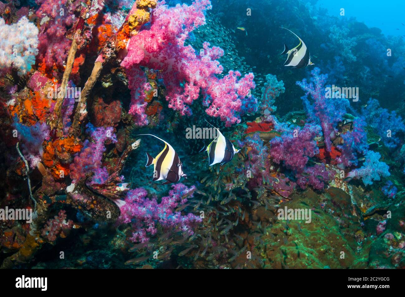 Coral reef scenery with Moorish idols [Zanclus cornutus] and soft corals [Dendronepthya sp.].  Andaman Sea, Thaiand. Stock Photo