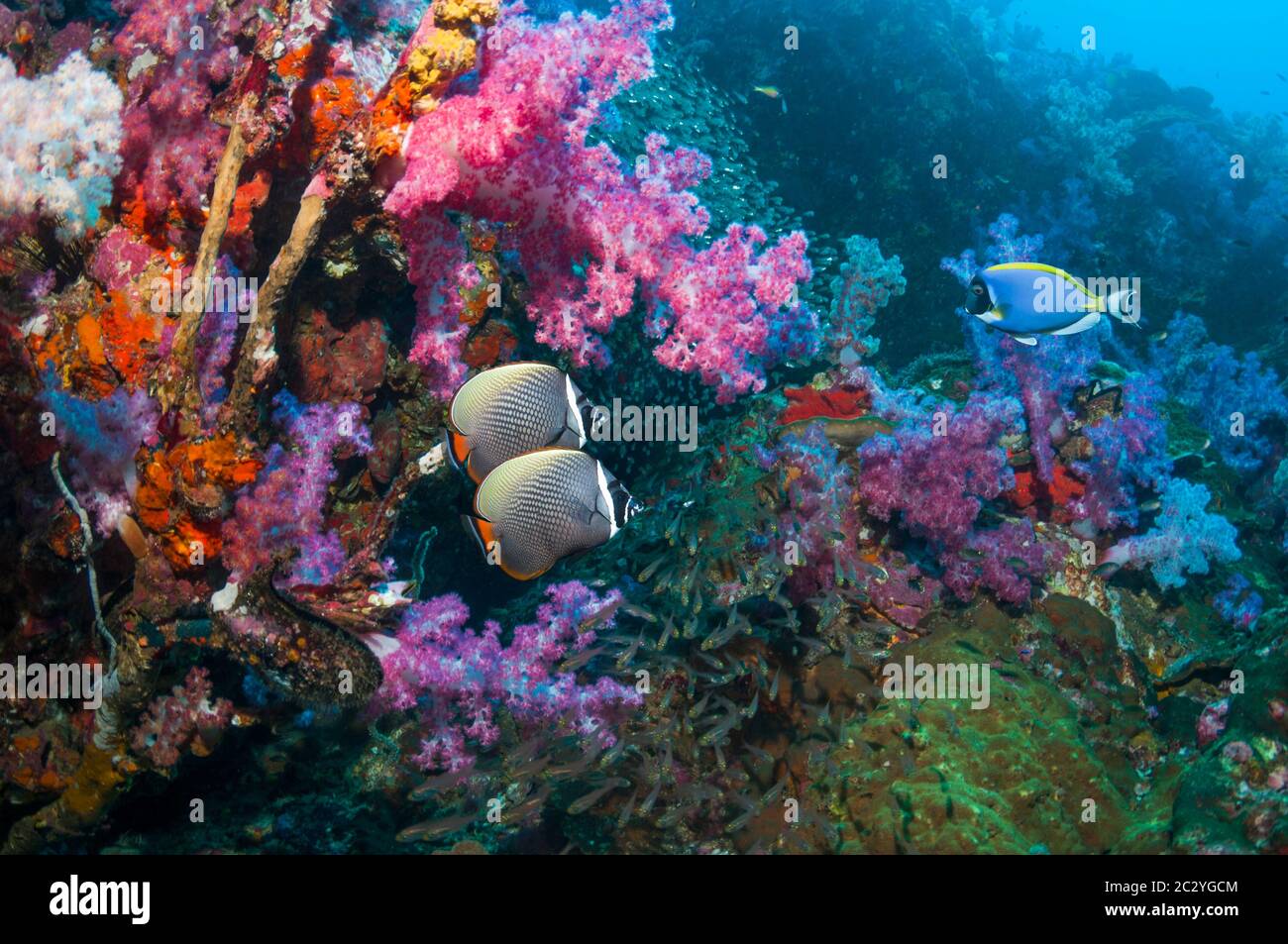 Coral reef scenery with Redtail butterflyfish [Chaetodon collare] and soft corals [Dendronepthya sp.].  Andaman Sea, Thaiand. Stock Photo