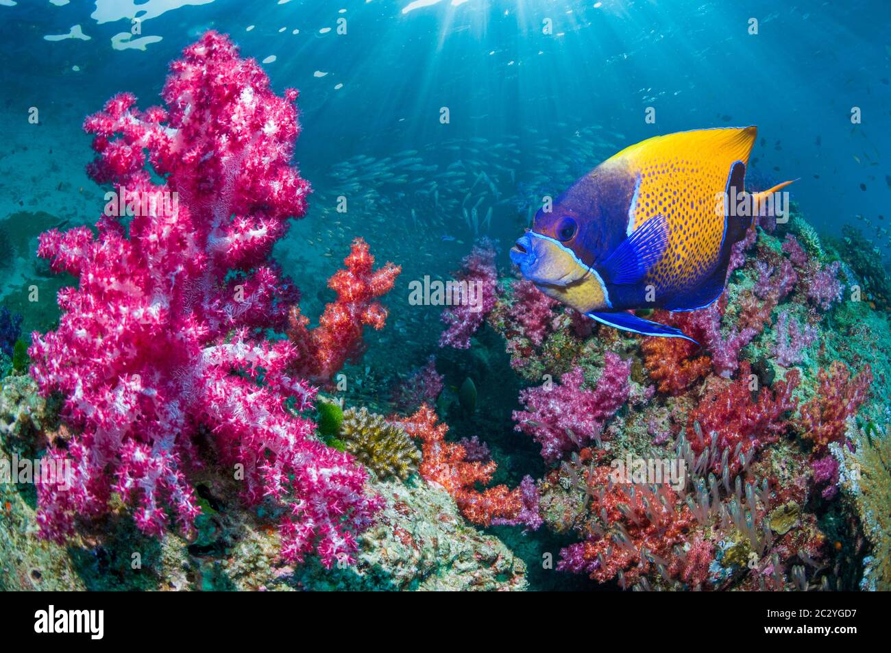 Blue-girdled angelfish [Pomacanthus navarchus] swimming over coral reef with soft corals.  Andaman Sea, Thailand. Stock Photo