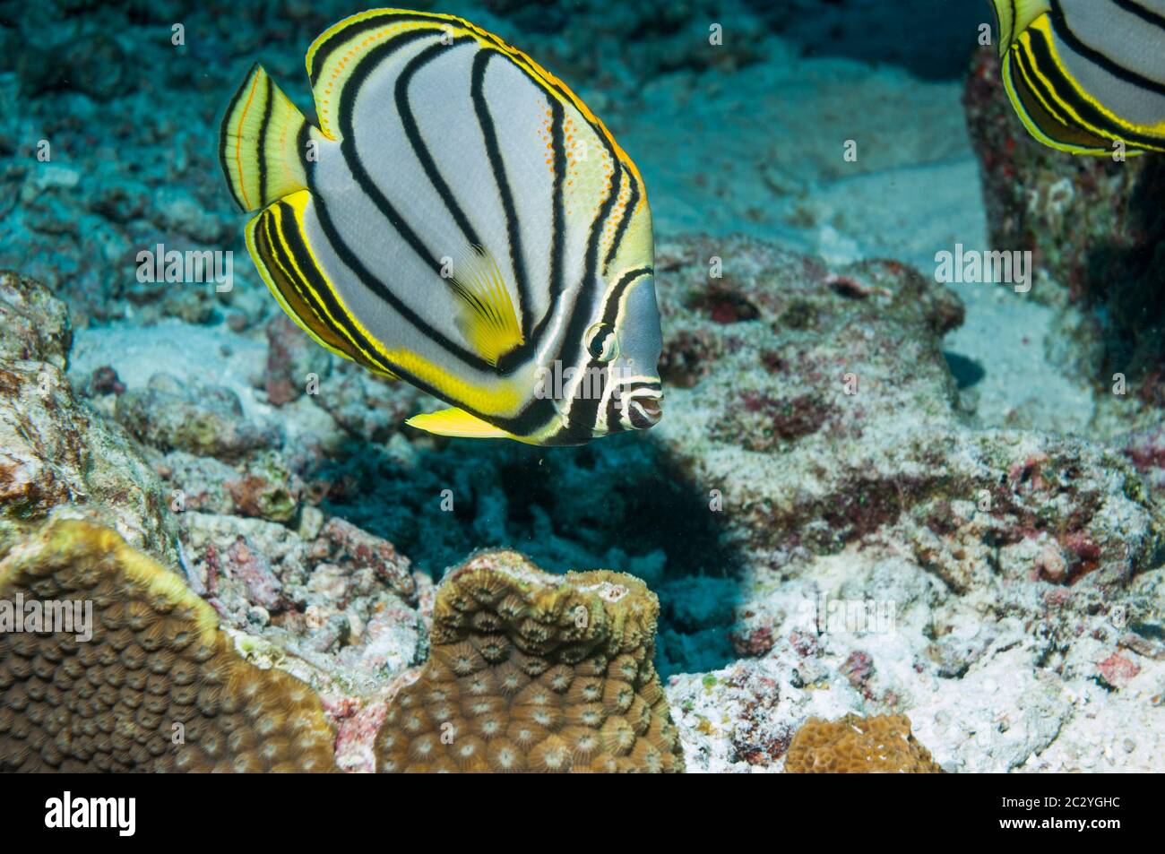 Myer's butterflyfish [Chaetodon myeri].  Andaman Sea, Thailand. Stock Photo