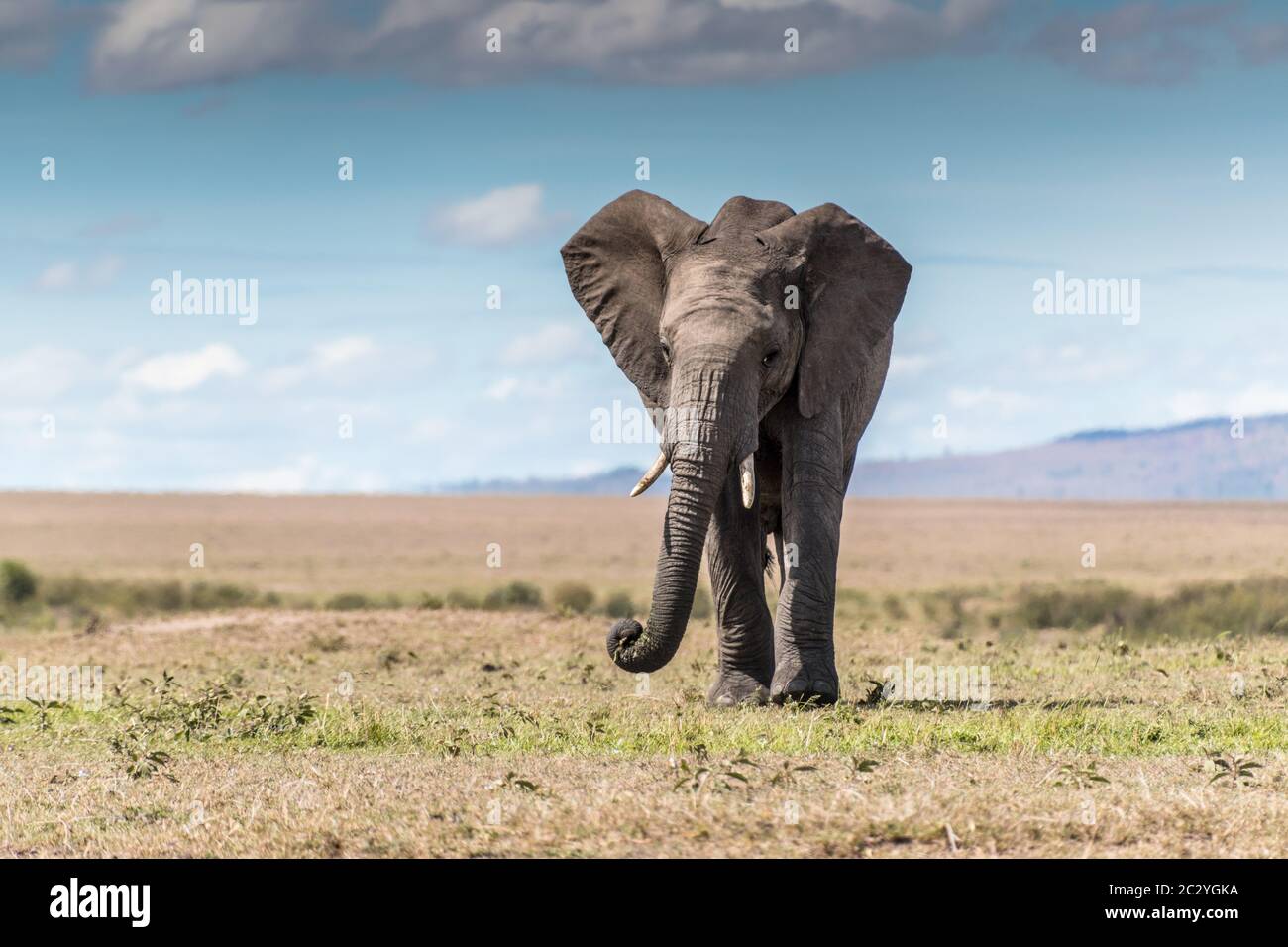 one of the African big five. Stock Photo