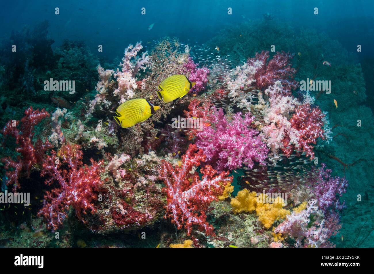 Coral reef scenery with Latticed butterflyfish (Chaetodon rafflesi) swimming over soft corals.  Andaman Sea, Thailand. Stock Photo