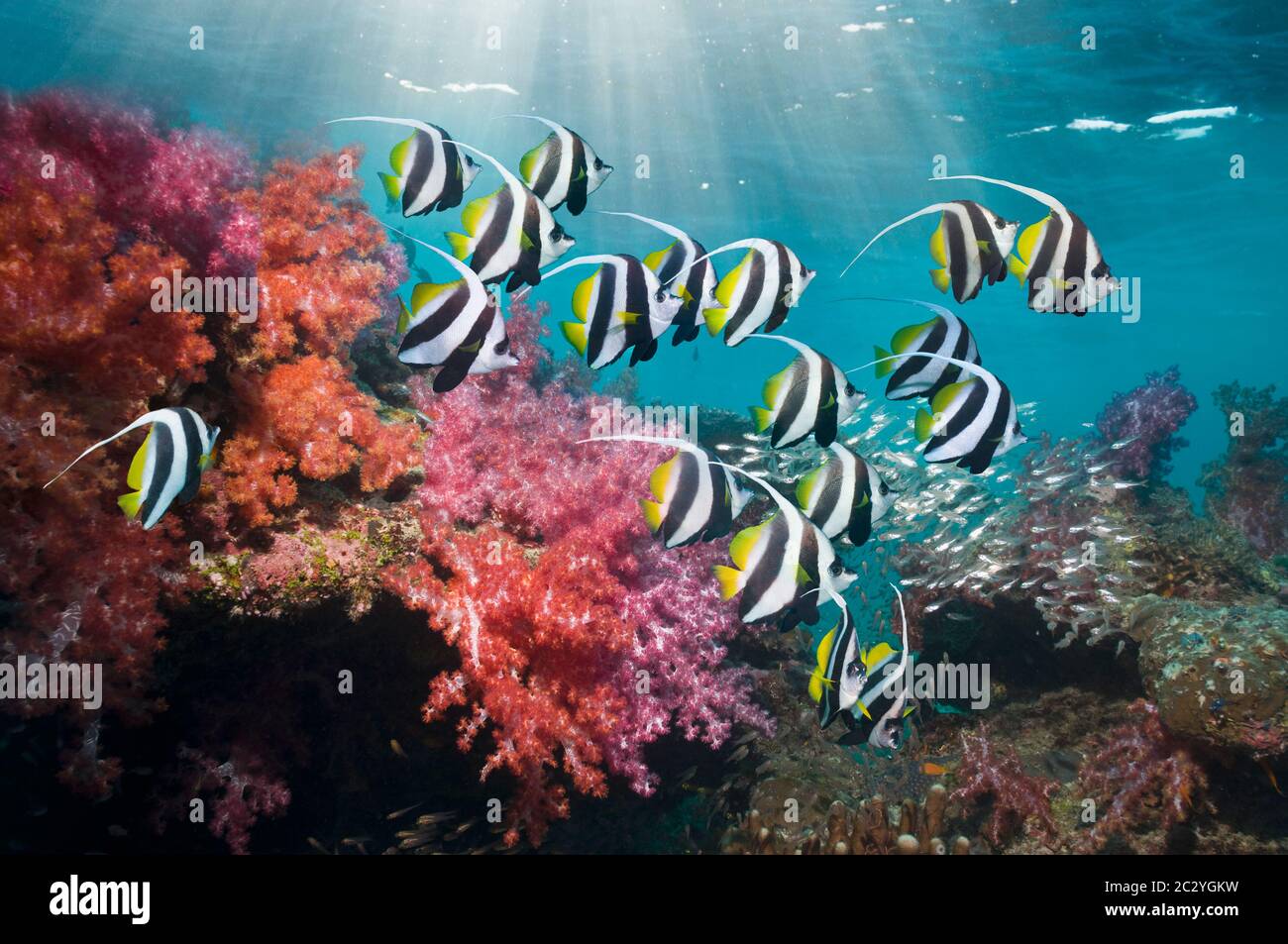 Schooling bannerfish [Heniochus diphreutes] swimming over soft corals.  Indonesia. Stock Photo