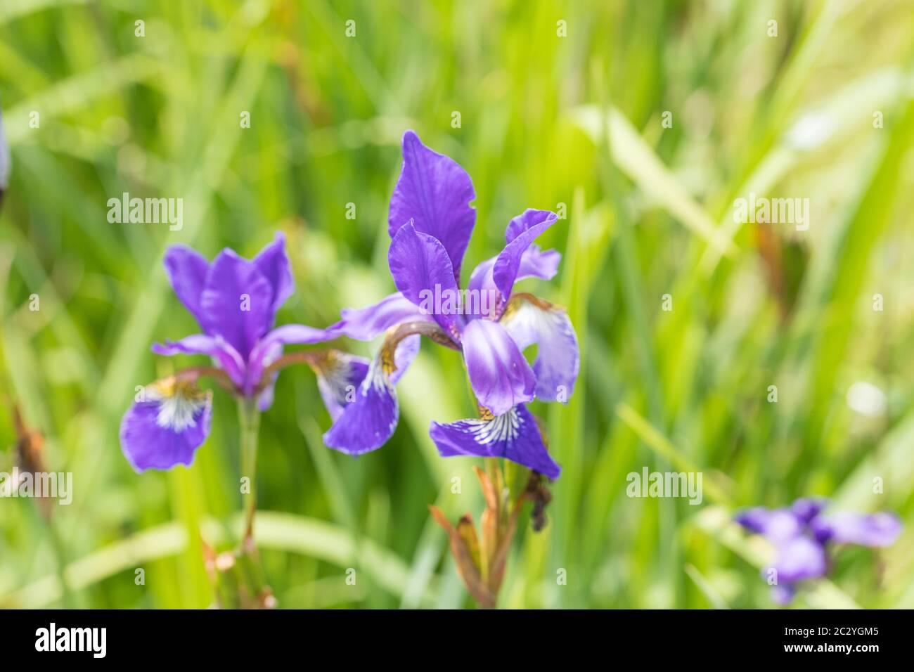 blooming irises in the garden Stock Photo