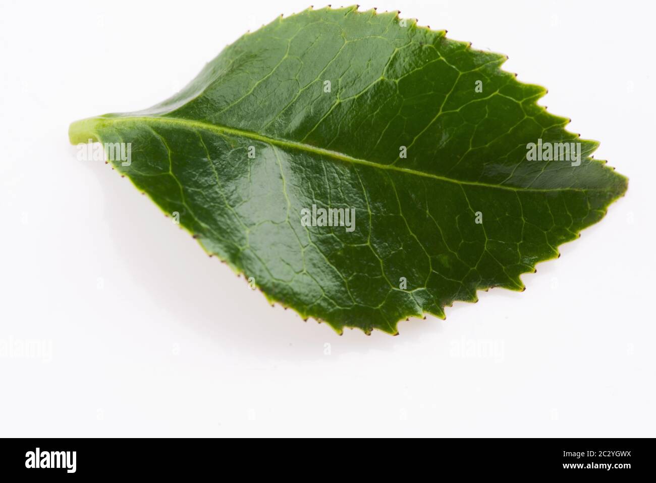 Green tea leaf isolated on white background Stock Photo