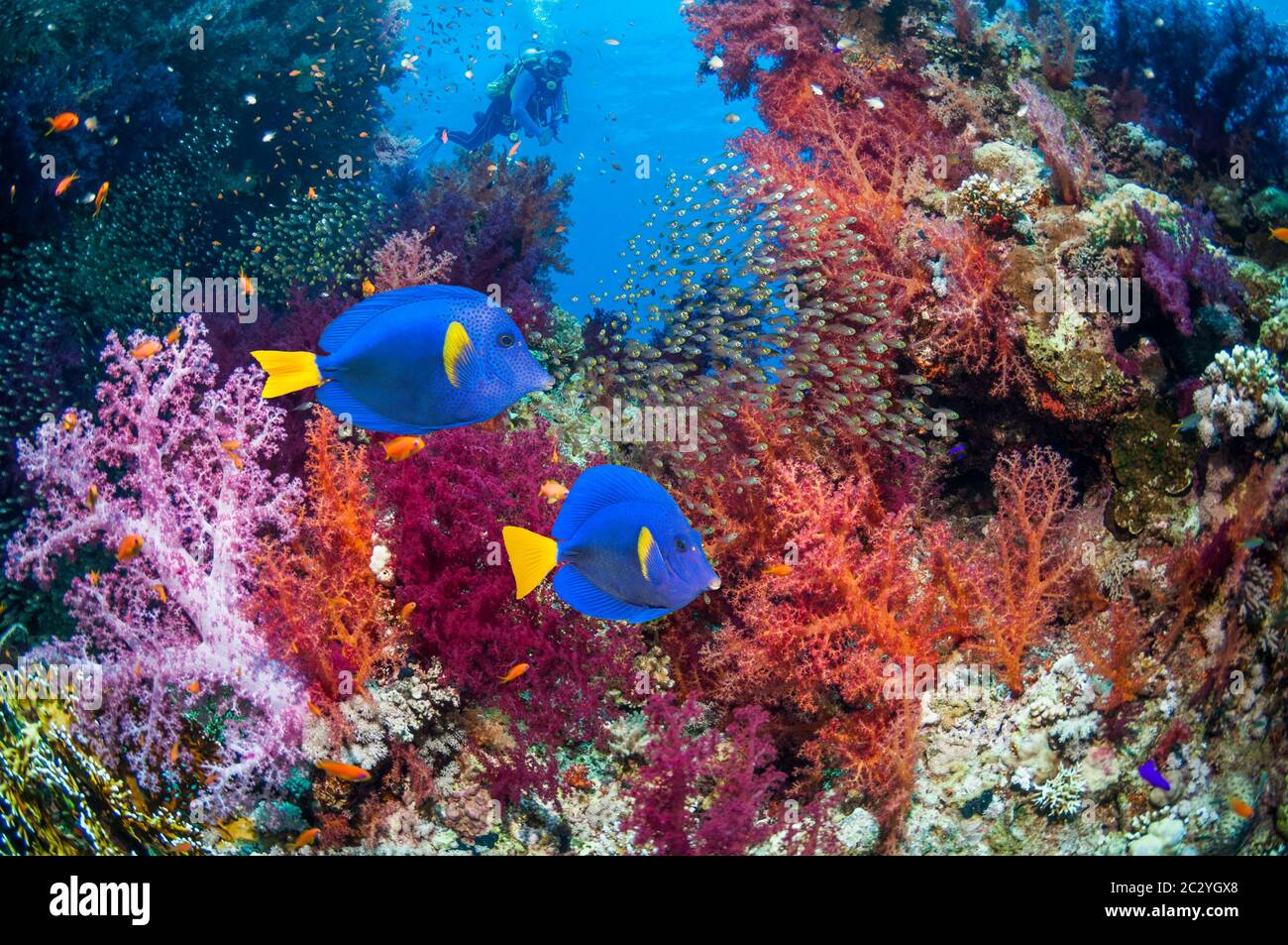 Yellowtail tang or surgeonfish (Zebrasoma xanthurum) swimming over coral reef with soft corals and a scuba diver in background.  Egypt, Red Sea. Stock Photo