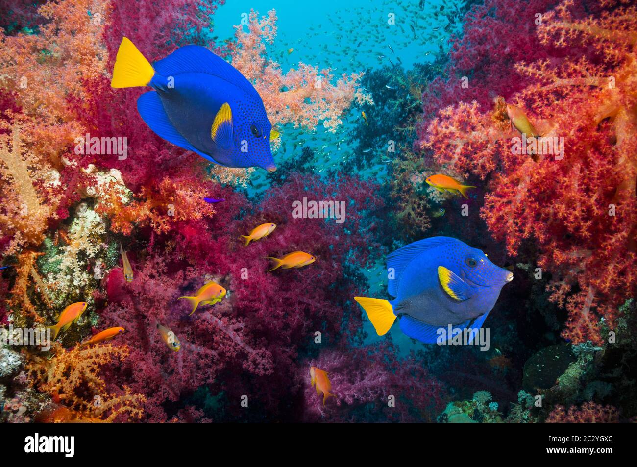 Yellowtail tang or surgeonfish (Zebrasoma xanthurum) swimming over coral reef with soft corals.  Egypt, Red Sea. Stock Photo