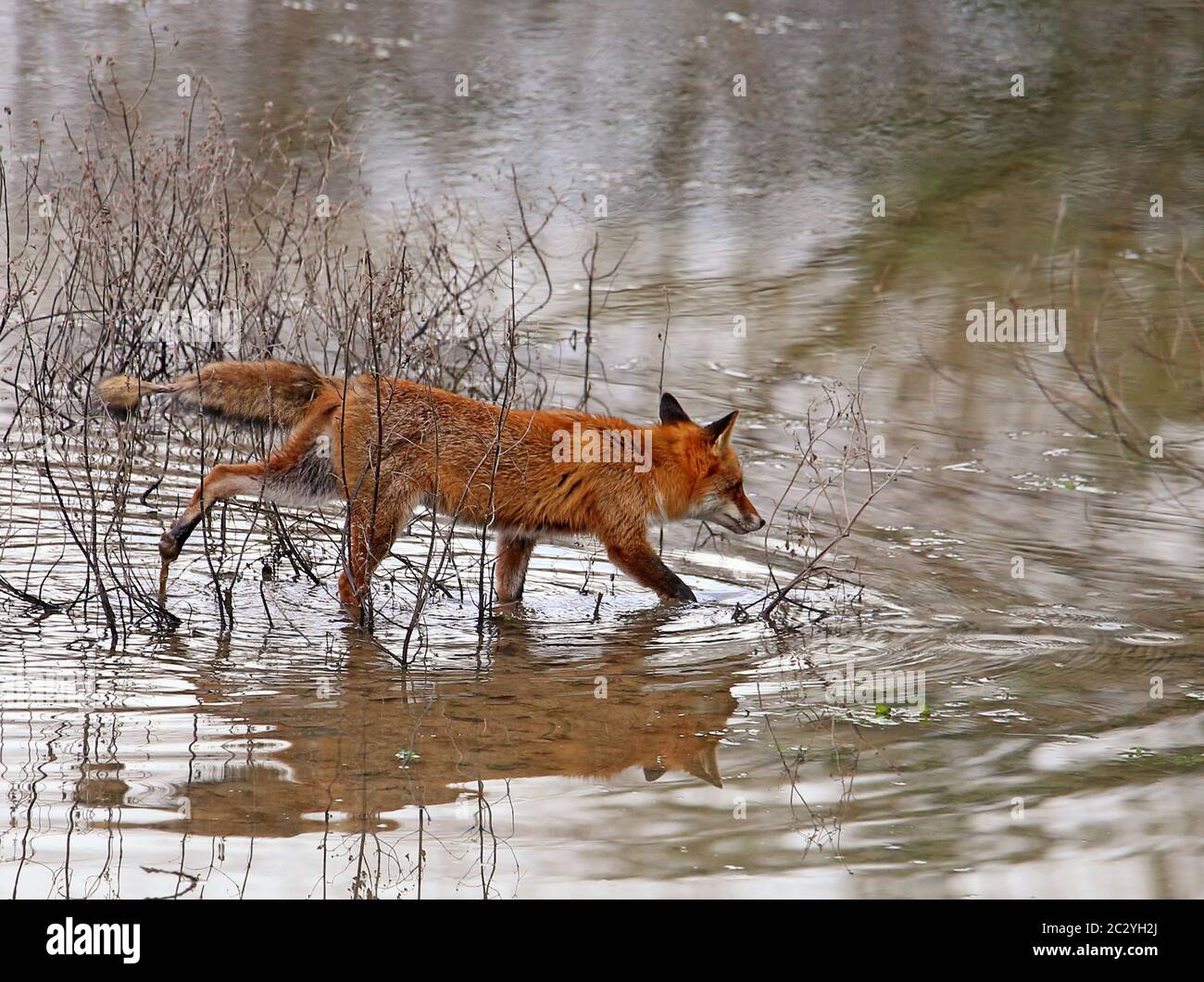 Red fox Vulpes vulpes goes through water Stock Photo