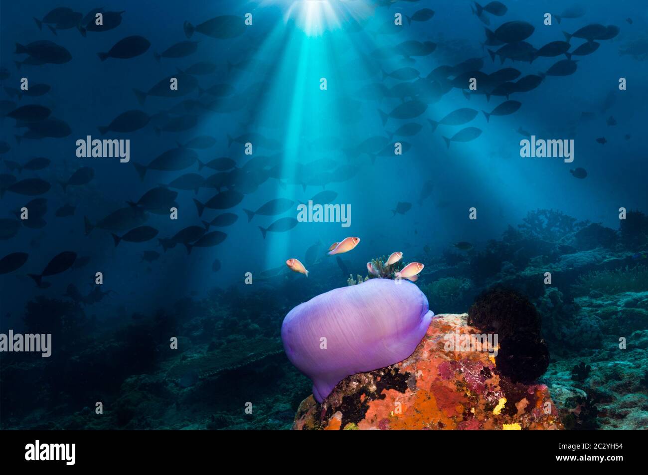 Magnificent anemone [Heteractis magnifica] with Pink anemonefish ...