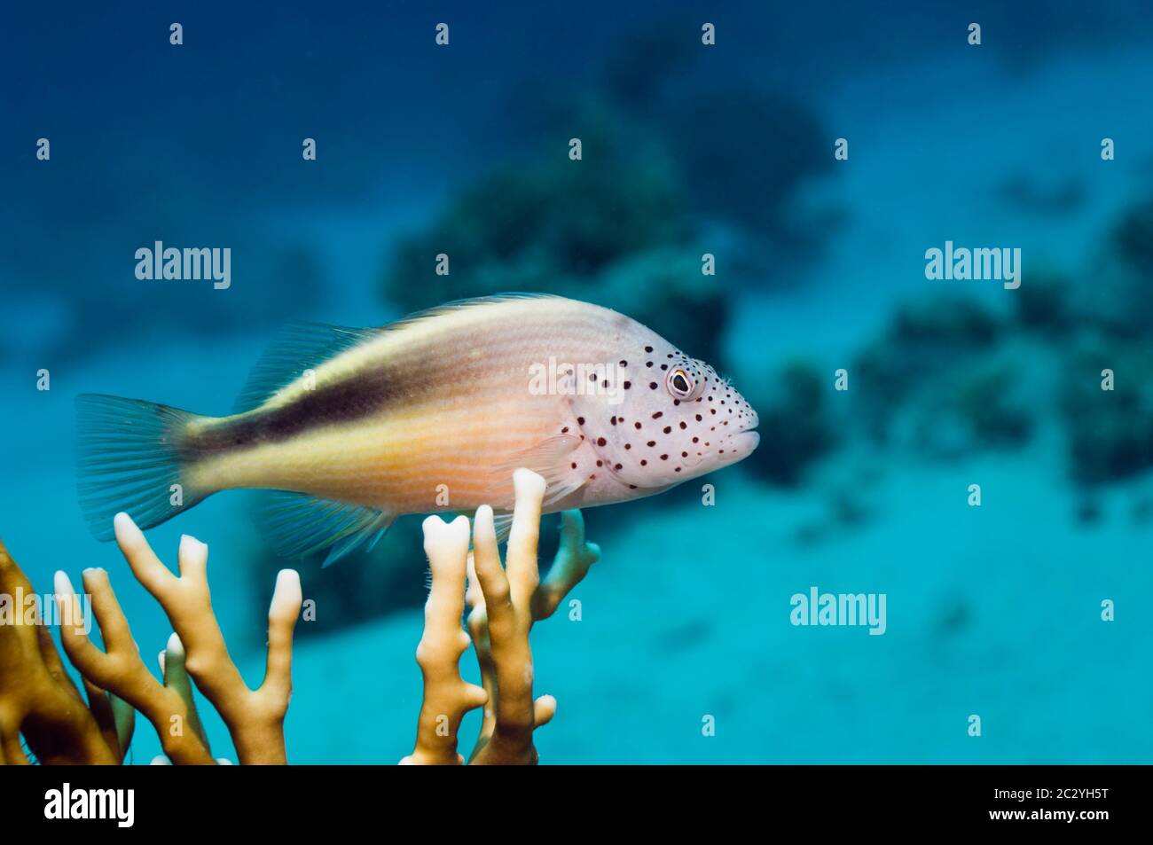 Freckled hawkfish (Paracirrhites forsteri) perched on branching fire coral (millepora dichotoma).  Egypt, Red Sea. Stock Photo
