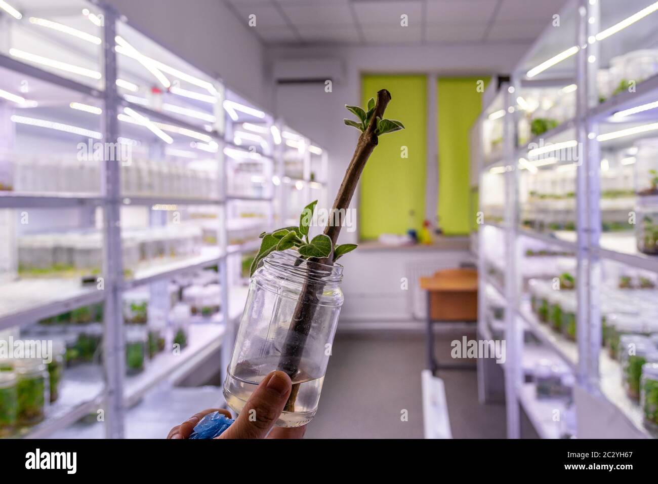 Growing paulownia plants under sterile conditions. Micropropagation of