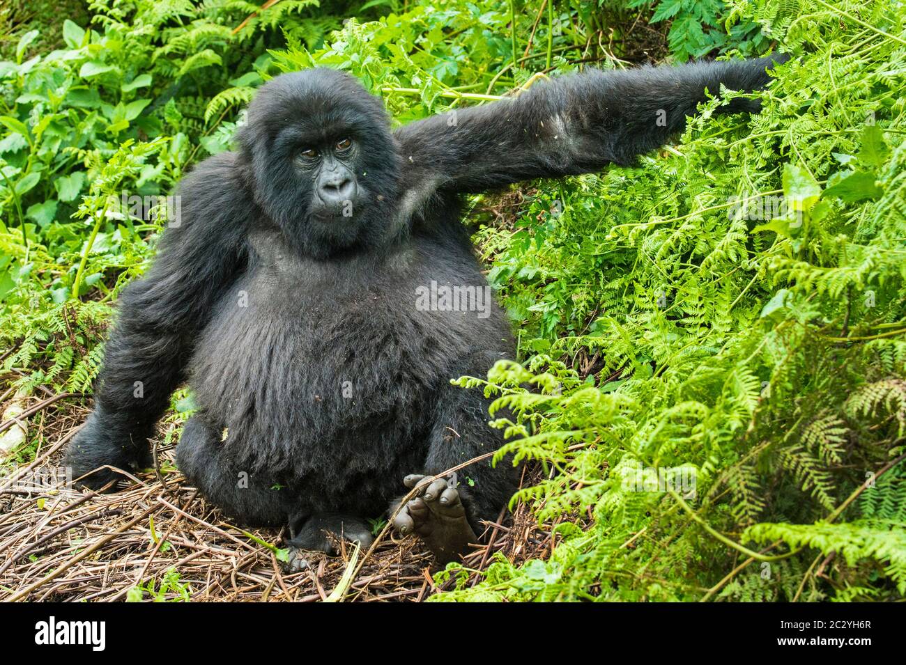 Close up portrait of mountain gorilla (Gorilla beringei beringei), Rwanda, Africa Stock Photo