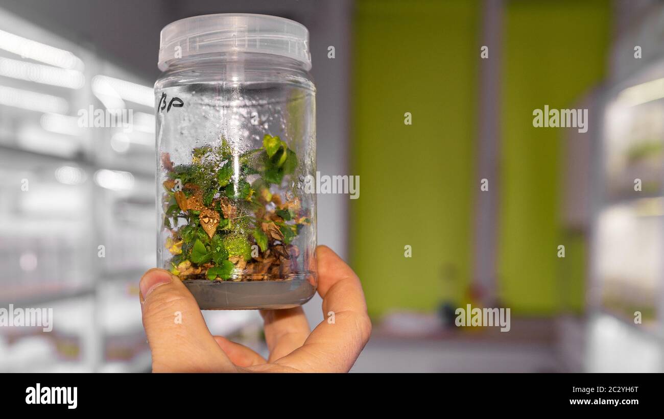 Growing paulownia plants under sterile conditions. Micropropagation of