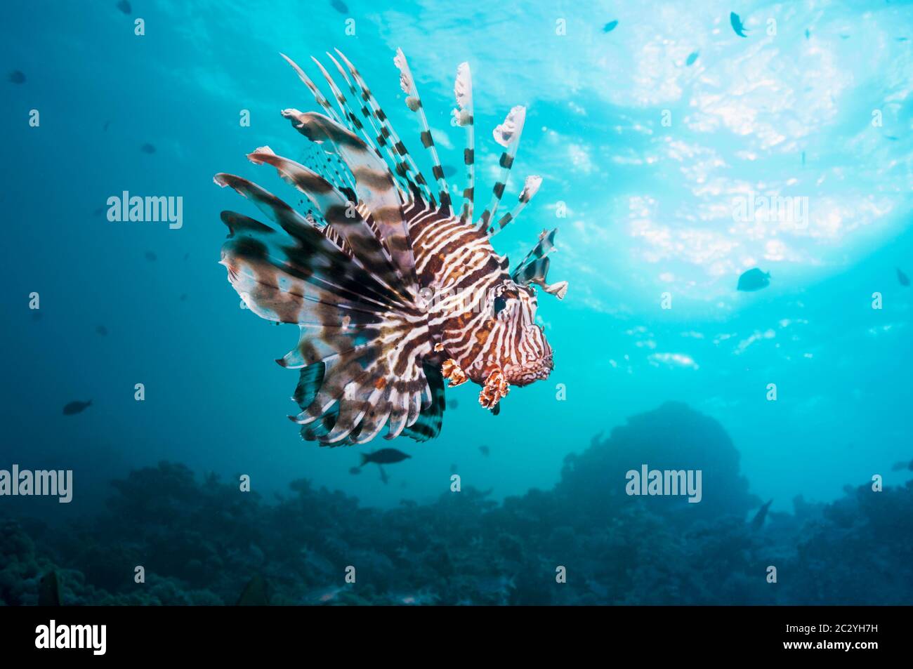 Common lionfish or devil firefish (Pterois miles).  Often confused with Red lionfish (Pterois volitans).  Red Sea endemic.  Egypt, Red Sea. Stock Photo