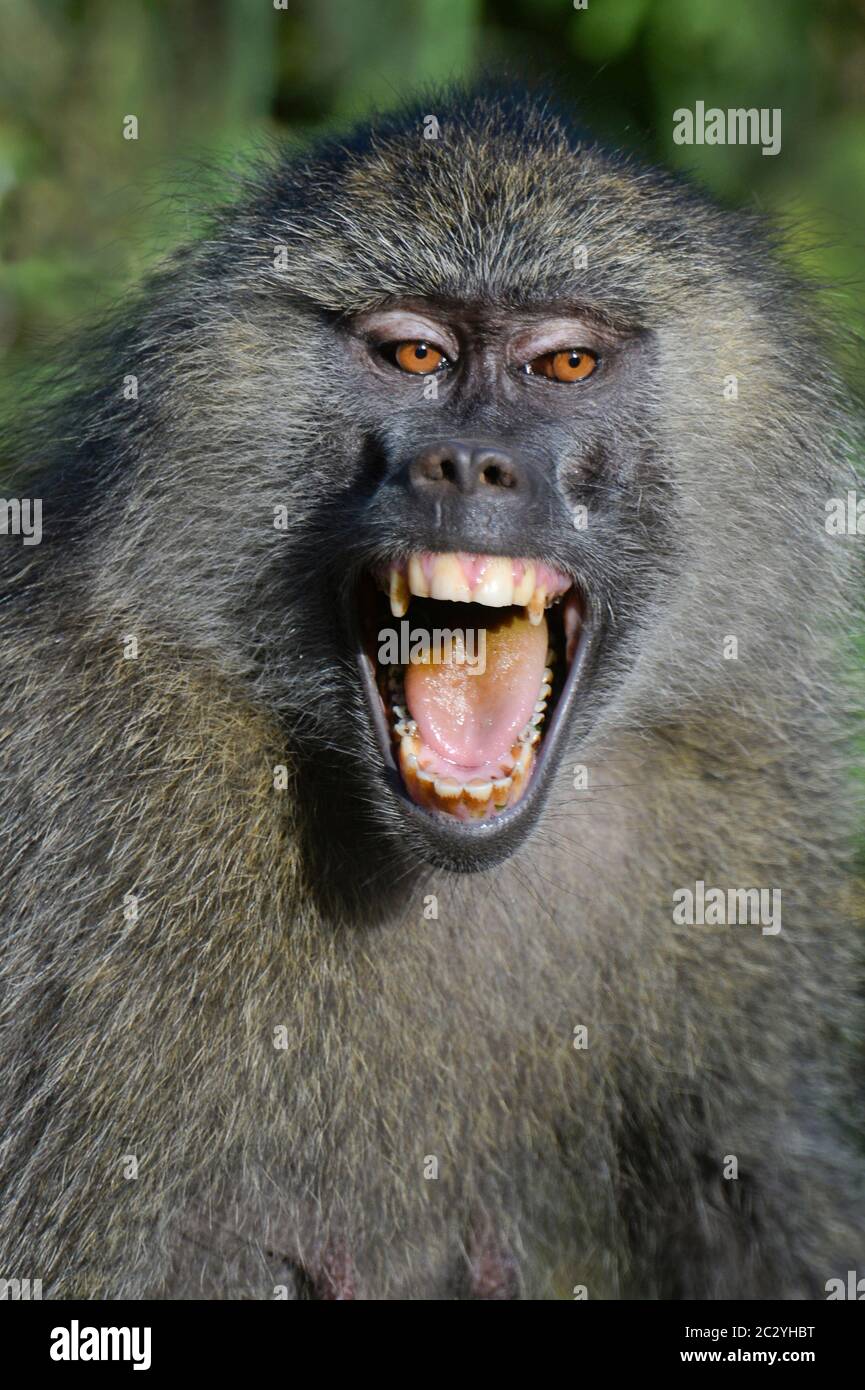 Portrait of olive baboon (Papio anubis) baring teeth, Lake Manyara National Park, Tanzania, Africa Stock Photo