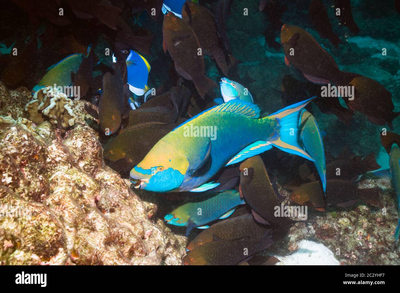 Scarus Spp Parrotfish coral hi-res stock photography and images - Alamy