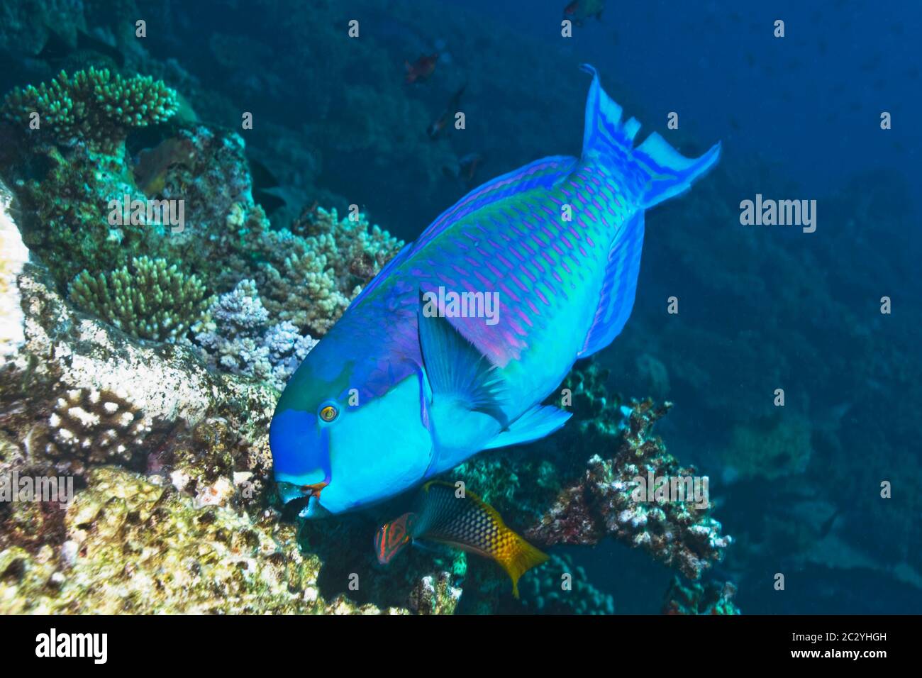 Steep headed parrotfish (Scarus gibbus), feeding male followed by a Chequerboard wrasse (Halichoeres hortulanus).  Egypt, Red Sea. Stock Photo