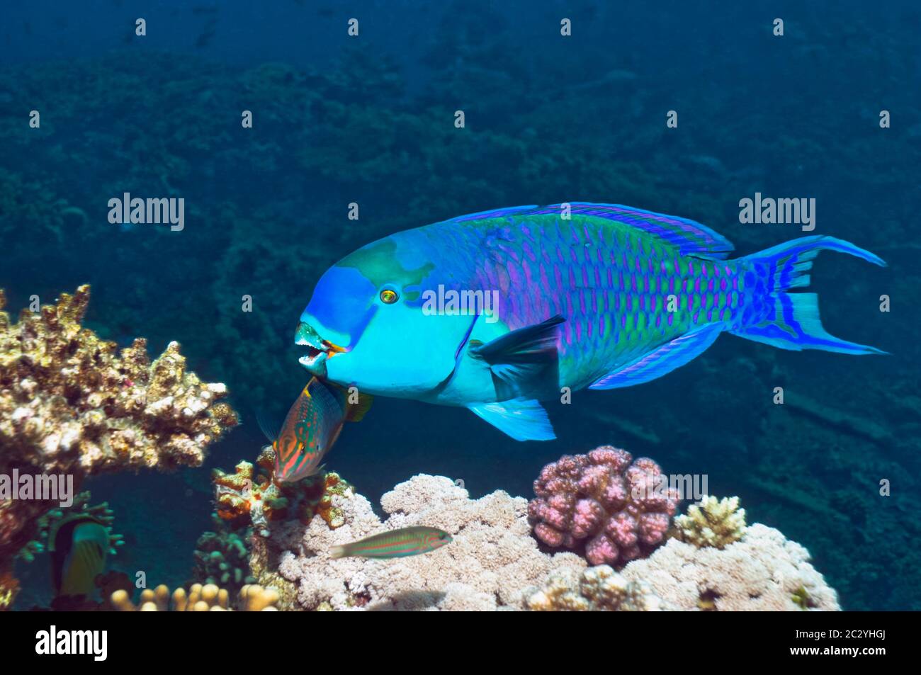 Steep headed parrotfish (Scarus gibbus), feeding male followed by a Chequerboard wrasse (Halichoeres hortulanus).  Egypt, Red Sea. Stock Photo