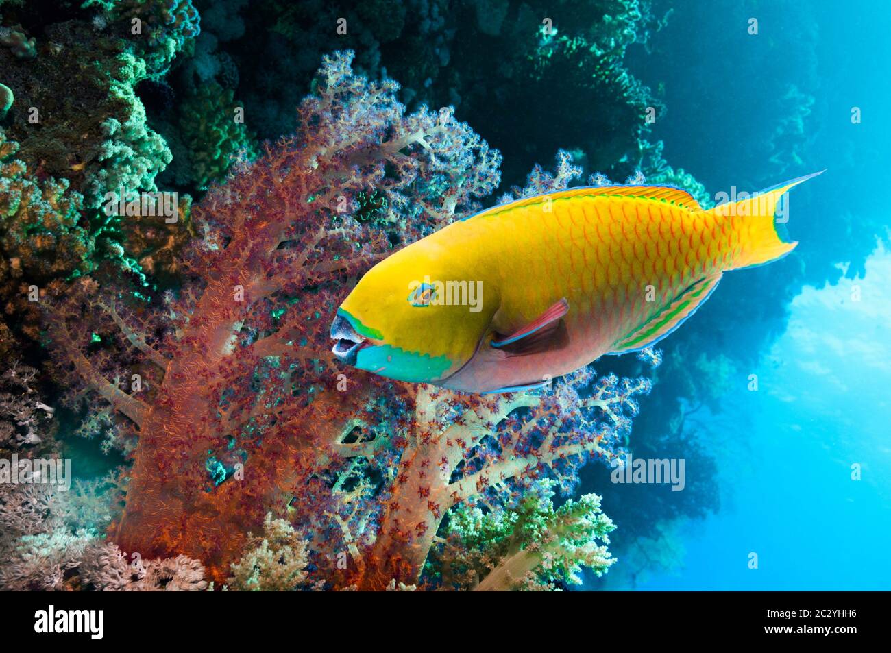 Steepheaded parrotfish (Scarus gibbus).  Red Sea, Egypt. Stock Photo