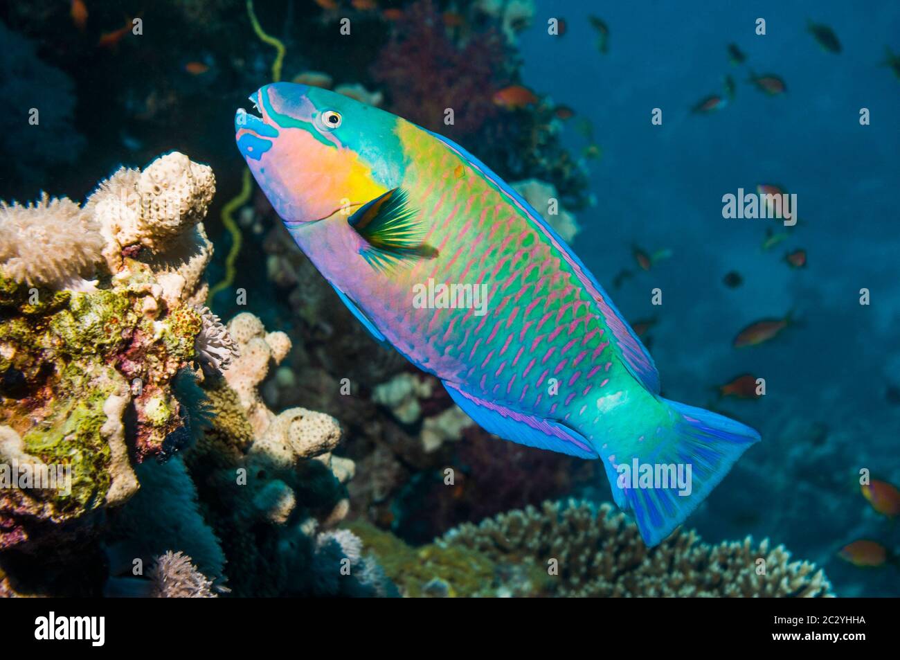 Rusty parrotfish (Scarus ferrugineus).  Red Sea. Stock Photo