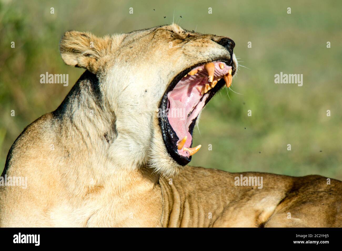Portrait of yawning lioness (Panthera leo), Ngorongoro Conservation Area, Tanzania, Africa Stock Photo