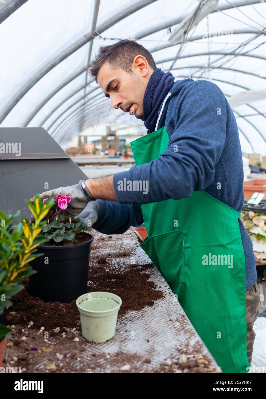 Gardener in a greenhouse transplant cyclamens for sale. Gardening work done in the nursery. Stock Photo