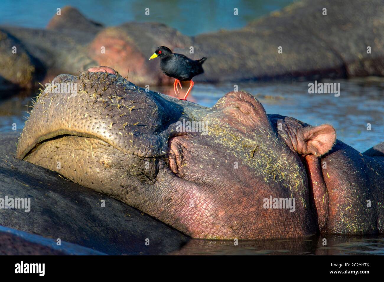 Black bird standing on top of head of resting common hippopotamus (Hippopotamus amphibius), Ngorongoro Crater, Tanzania, Africa Stock Photo