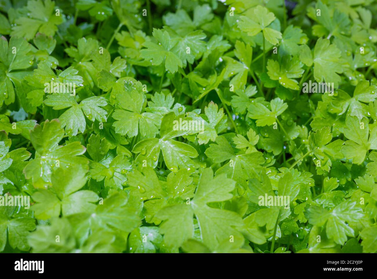 Green parsley. Homegrown vegetables. Zil spices. Green cocktail ingredient. Just health Stock