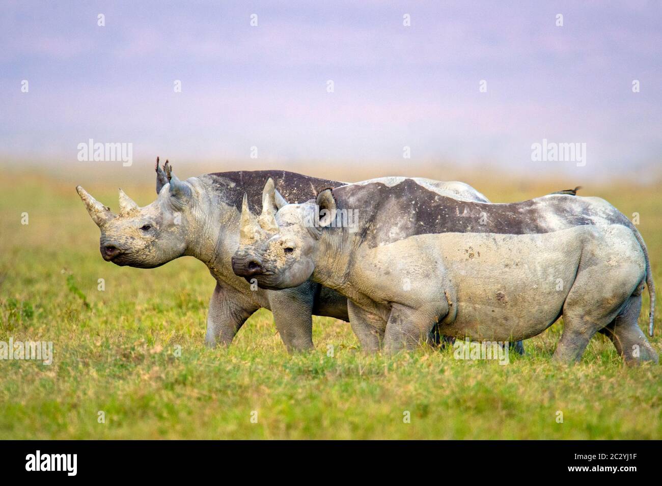 Two black rhinoceroses (Diceros bicornis) walking on grass in Ngorongoro Conservation Area, Tanzania, Africa Stock Photo