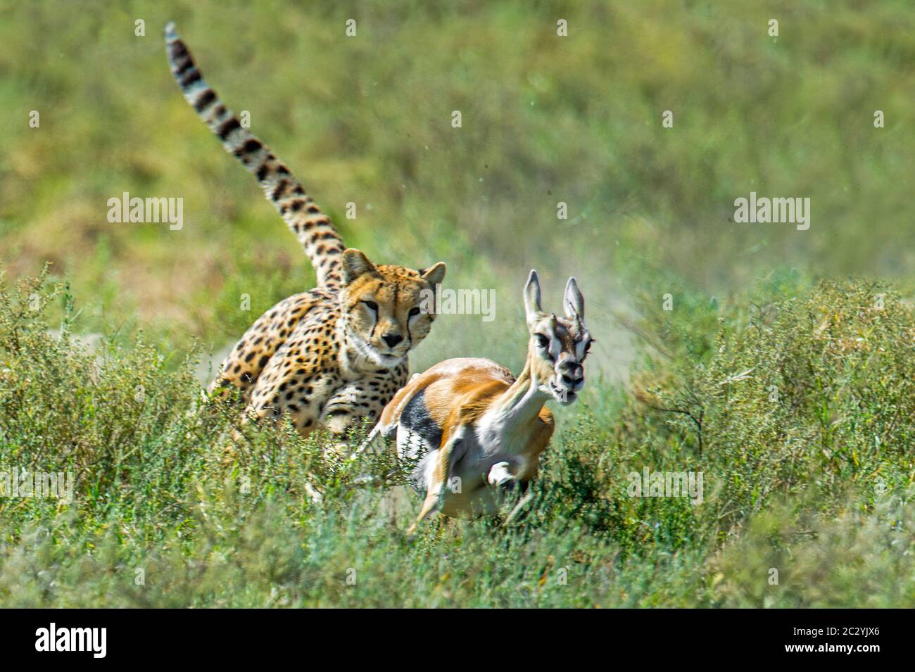 Antelope Running From Cheetah