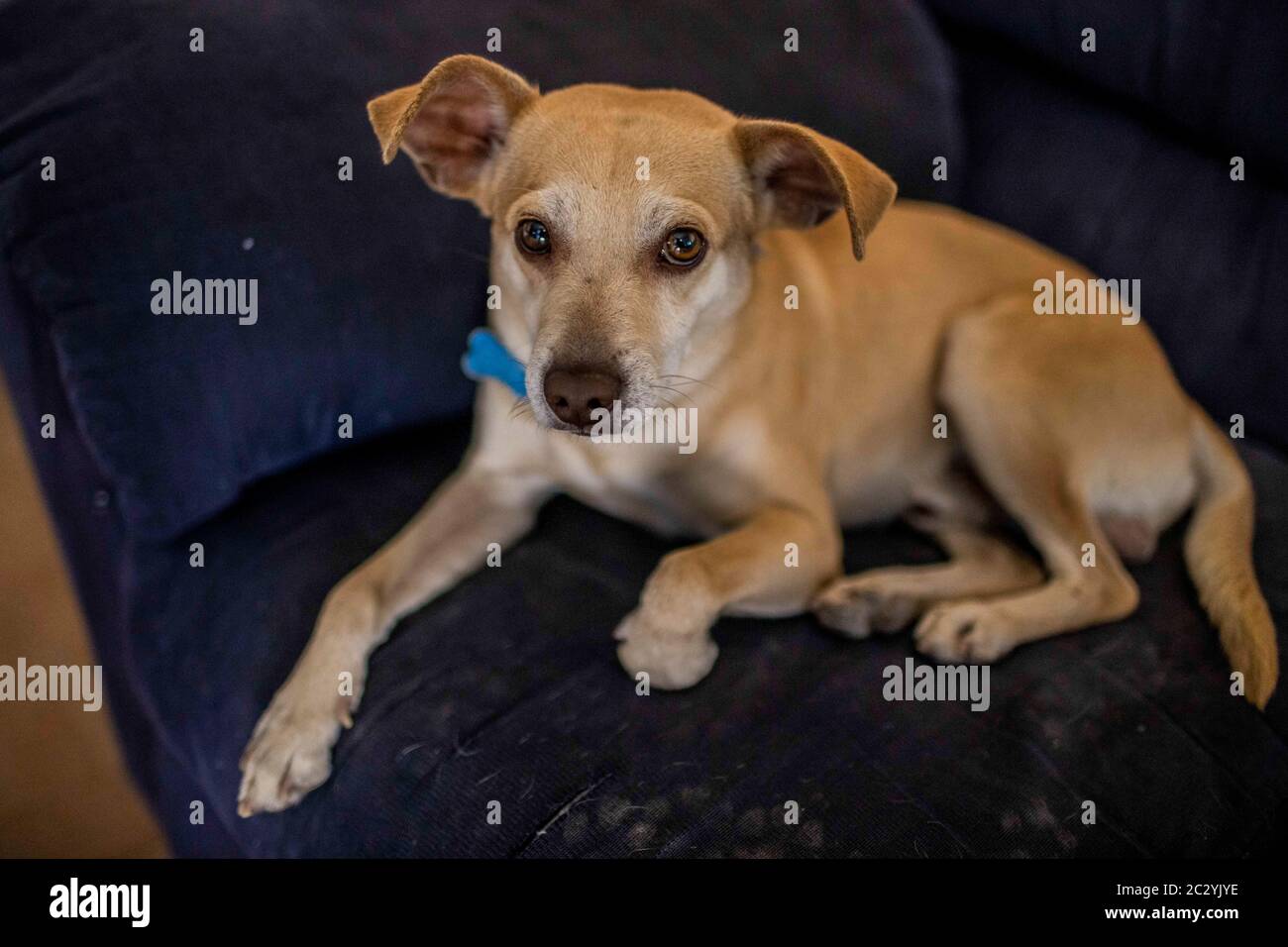 Doog Hi Res Stock Photography And Images Alamy