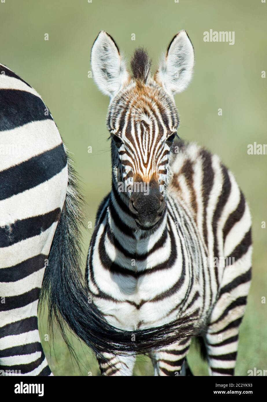 Close up of young Burchells zebra (Equus quagga burchellii), Ngorongoro ...