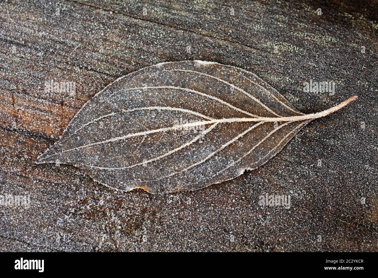 autumn leaf on a wooden board covert with frost, Witten, Ruhr Area, Germany, Europe Stock Photo