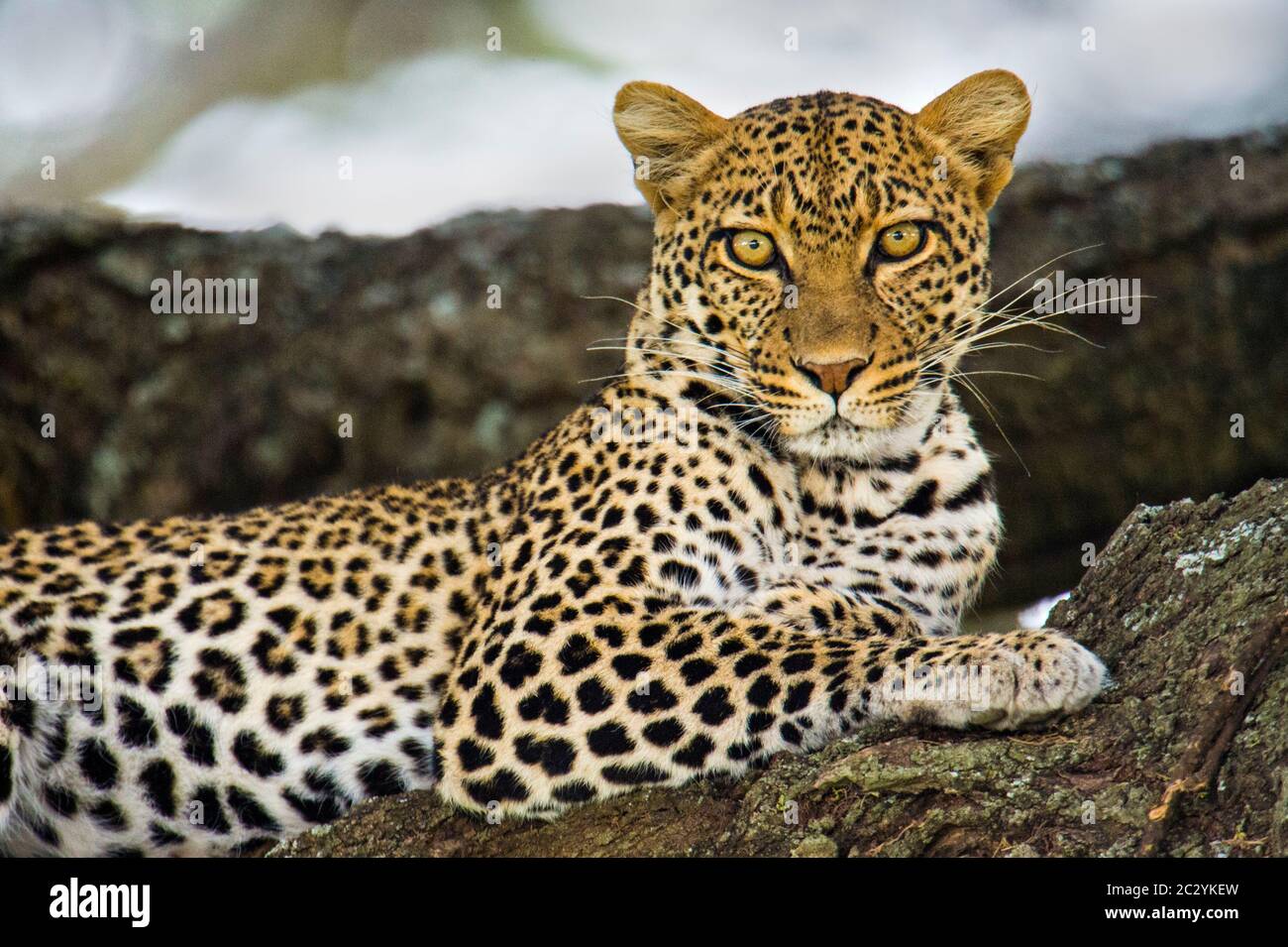 Close up portrait of leopard (Panthera pardus), Ngorongoro Conservation Area, Tanzania, Africa Stock Photo