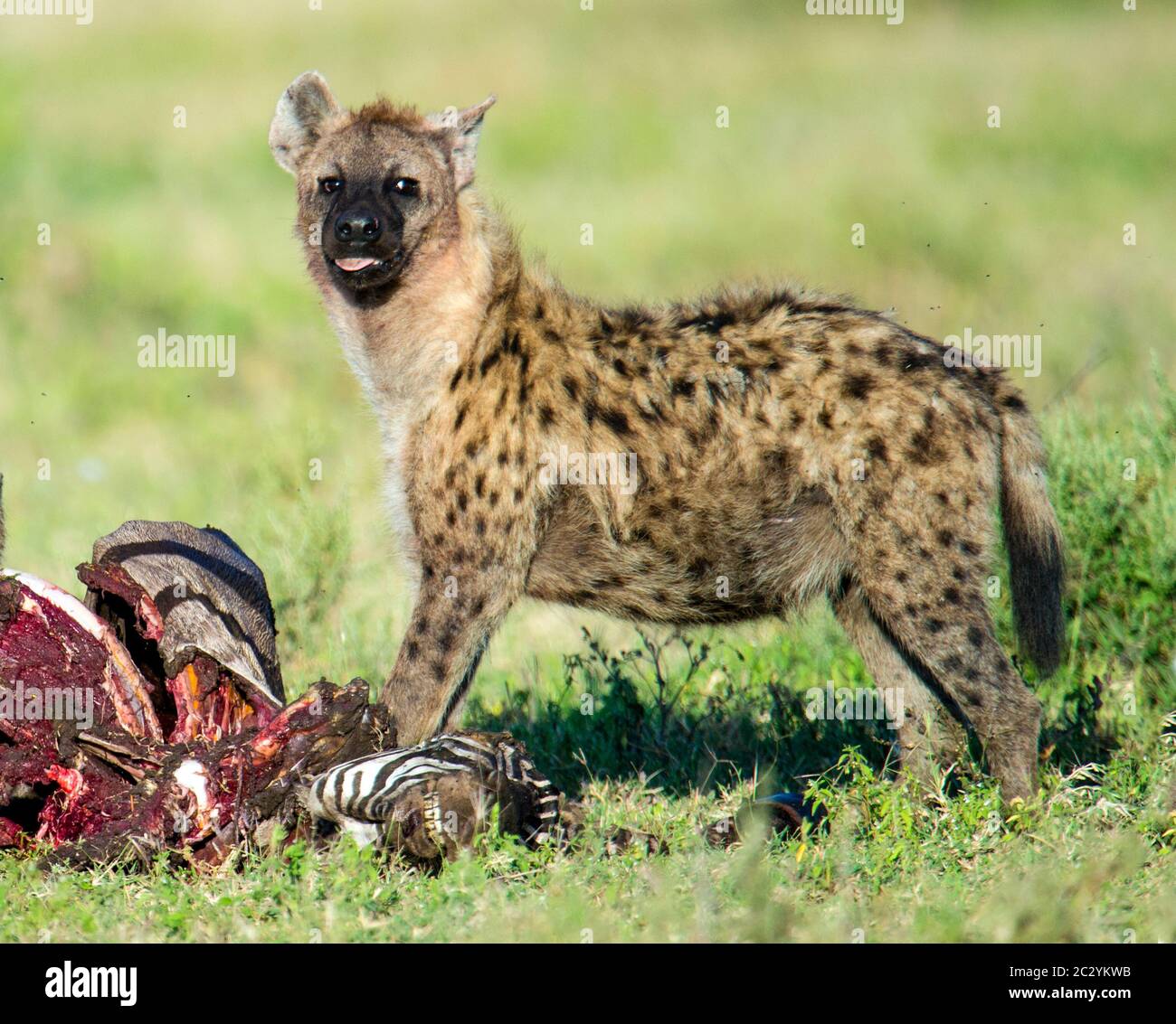 Close up of spotted hyena (Crocuta crocuta), Ngorongoro Conservation Area, Tanzania, Africa Stock Photo