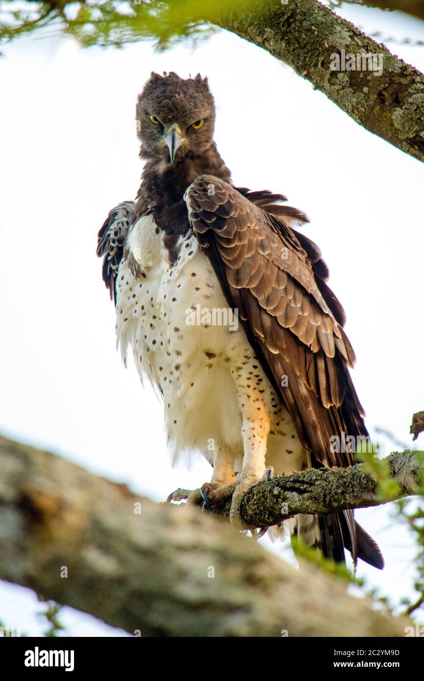Martial eagle (Polemaetus bellicosus) perching on branch, Serengeti National Park, Tanzania, Africa Stock Photo