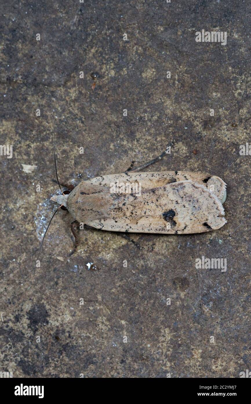 Large Yellow Underwing (Noctua pronuba) Stock Photo