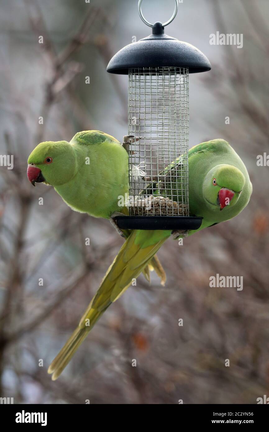Two free-living collared parakeets Psittacula krameri at feeding station in Heidelberg Stock Photo