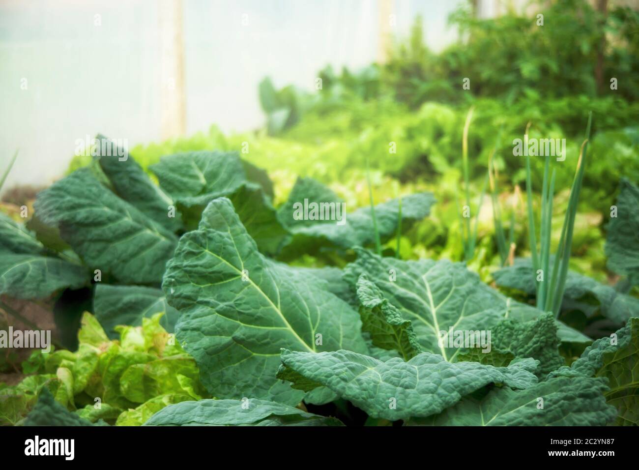 Green vegetable garden Stock Photo - Alamy