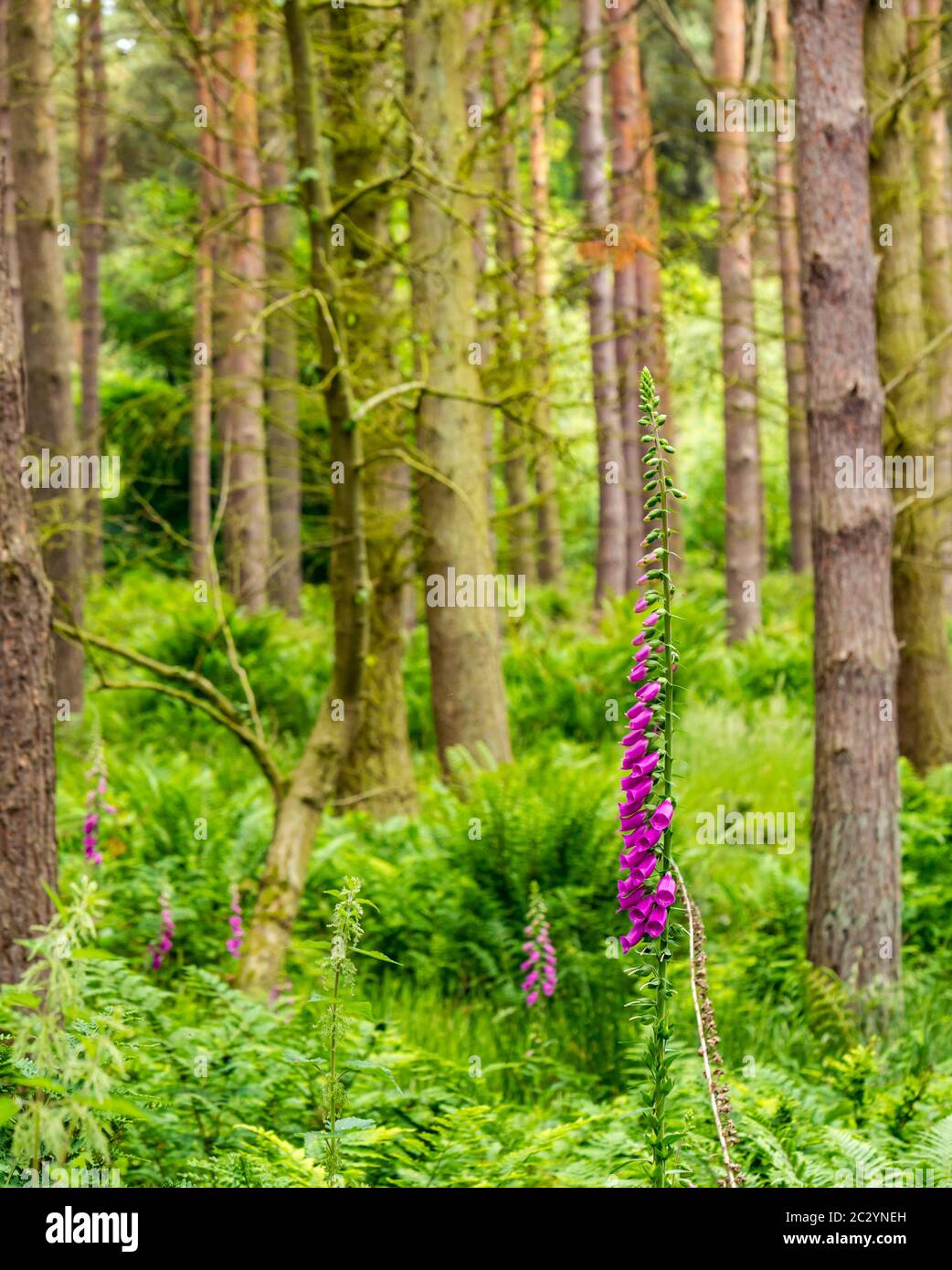 Woodland with dense pine trees, ferns, bracken and purple foxgloves