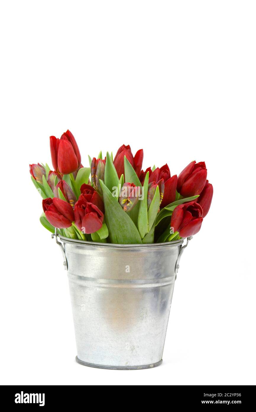 red tulips in a bucket on white background Stock Photo - Alamy