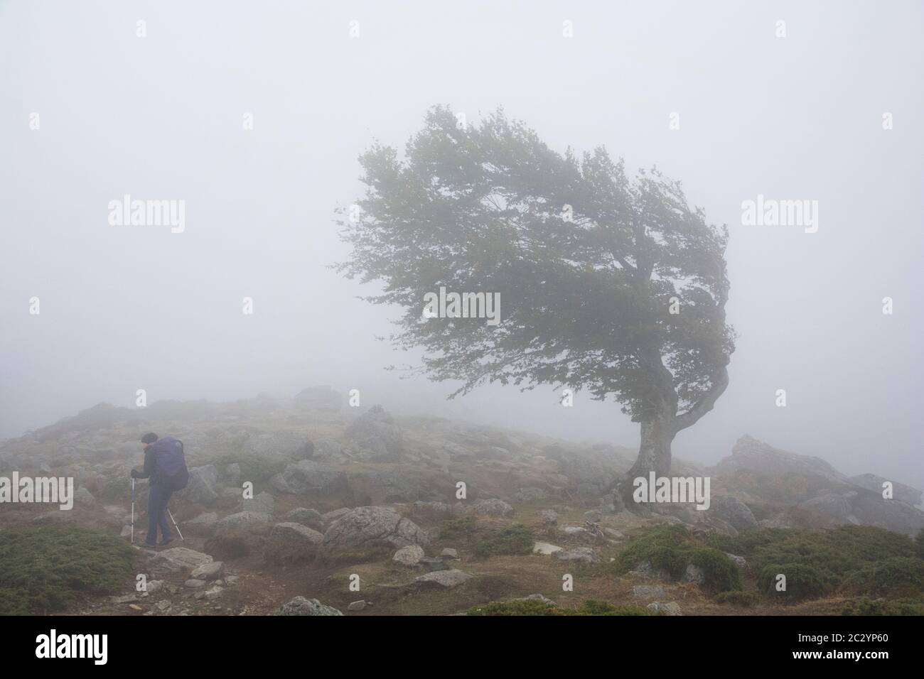 Struggling with wind hi-res stock photography and images - Alamy
