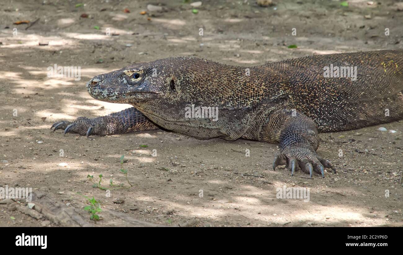 Real dragon hi-res stock photography and images - Alamy