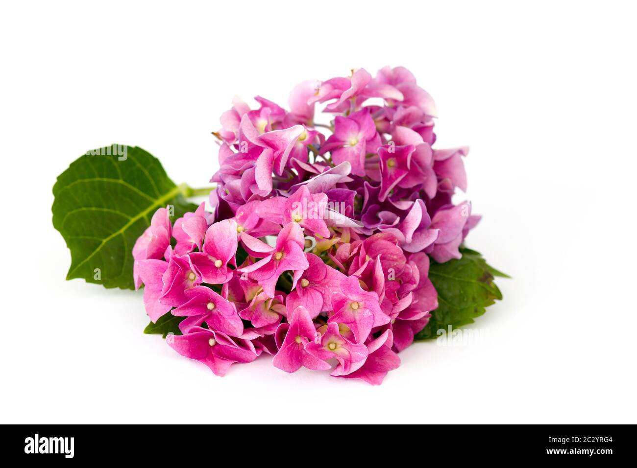 hortensia flowers, Hydrangea macrophylla on white background Stock ...