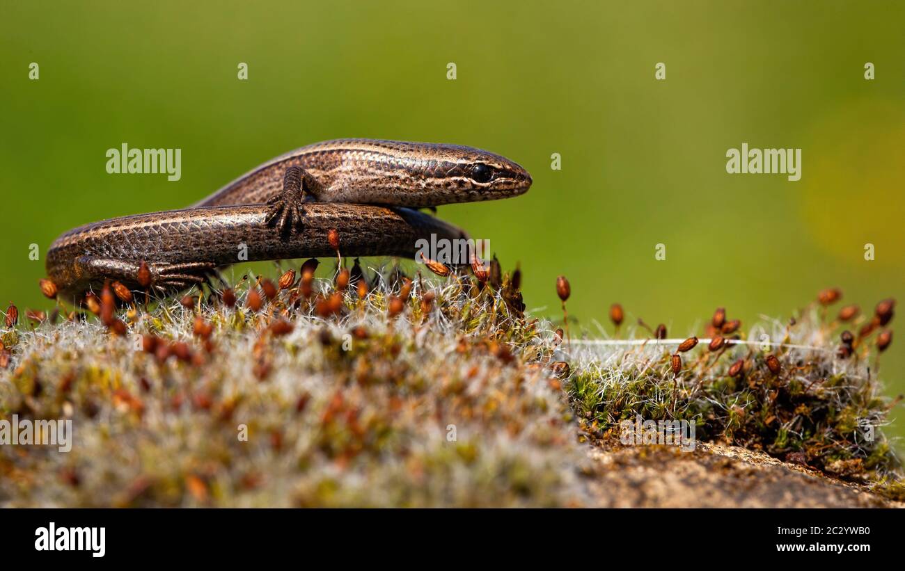 Front view of a European copper skink, ablepharus kitaibelii with blurred green background standing on its own tail in summer nature. Snake eyed repti Stock Photo