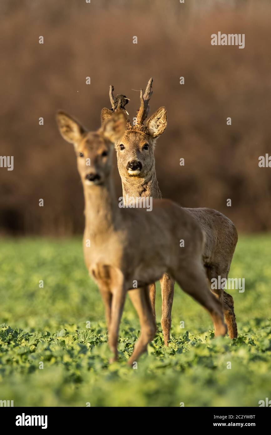 Roe deer, capreolus capreolus, couple at sunset in spring. Male and female  wild animals in nature. Two alerted deer. Buck and doe Stock Photo - Alamy