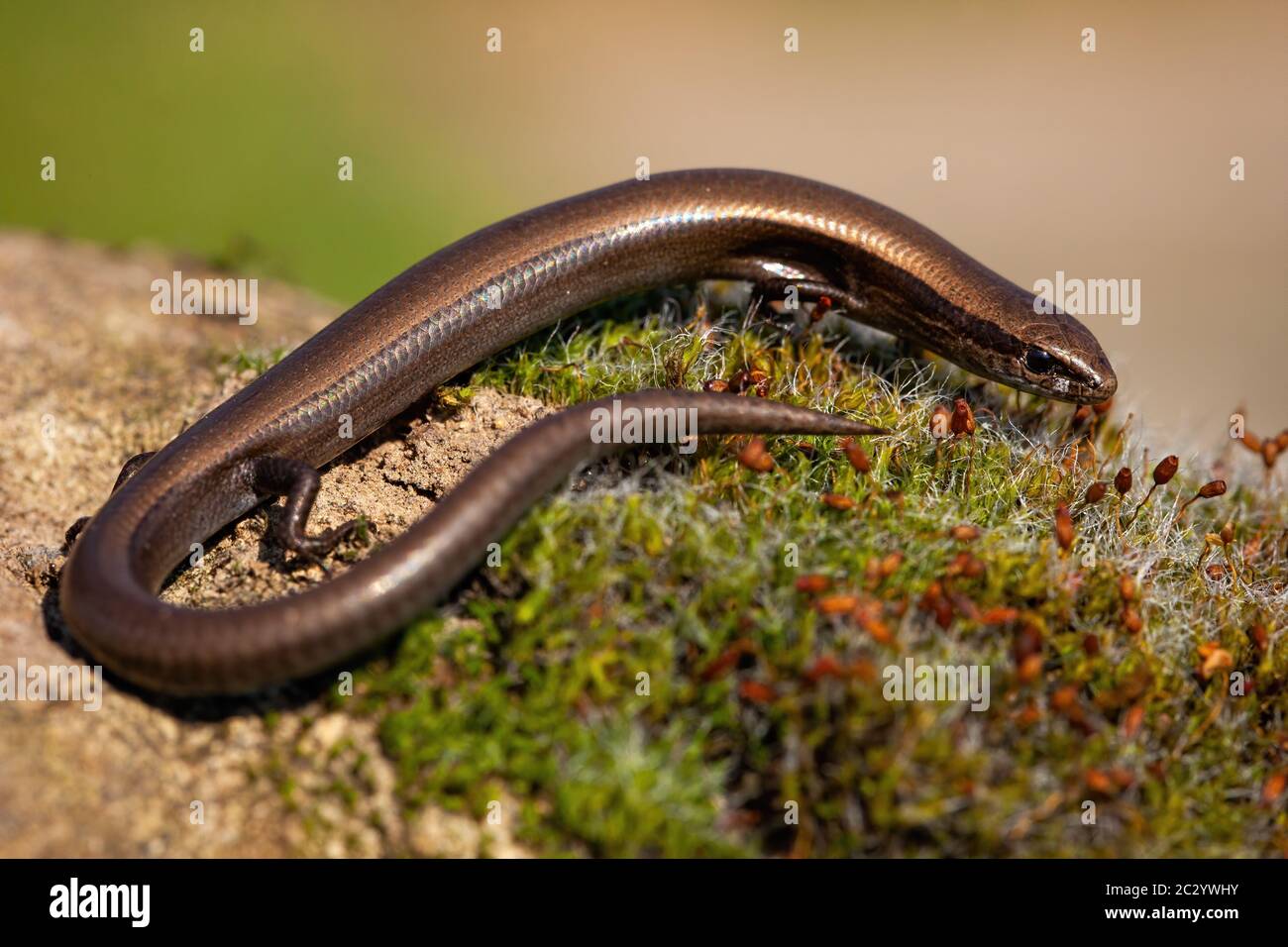 European copper skink, ablepharus kitaibelii, on a green moss in summer nature. Small endemic species of a brown lizard with legs crawling on a tree t Stock Photo