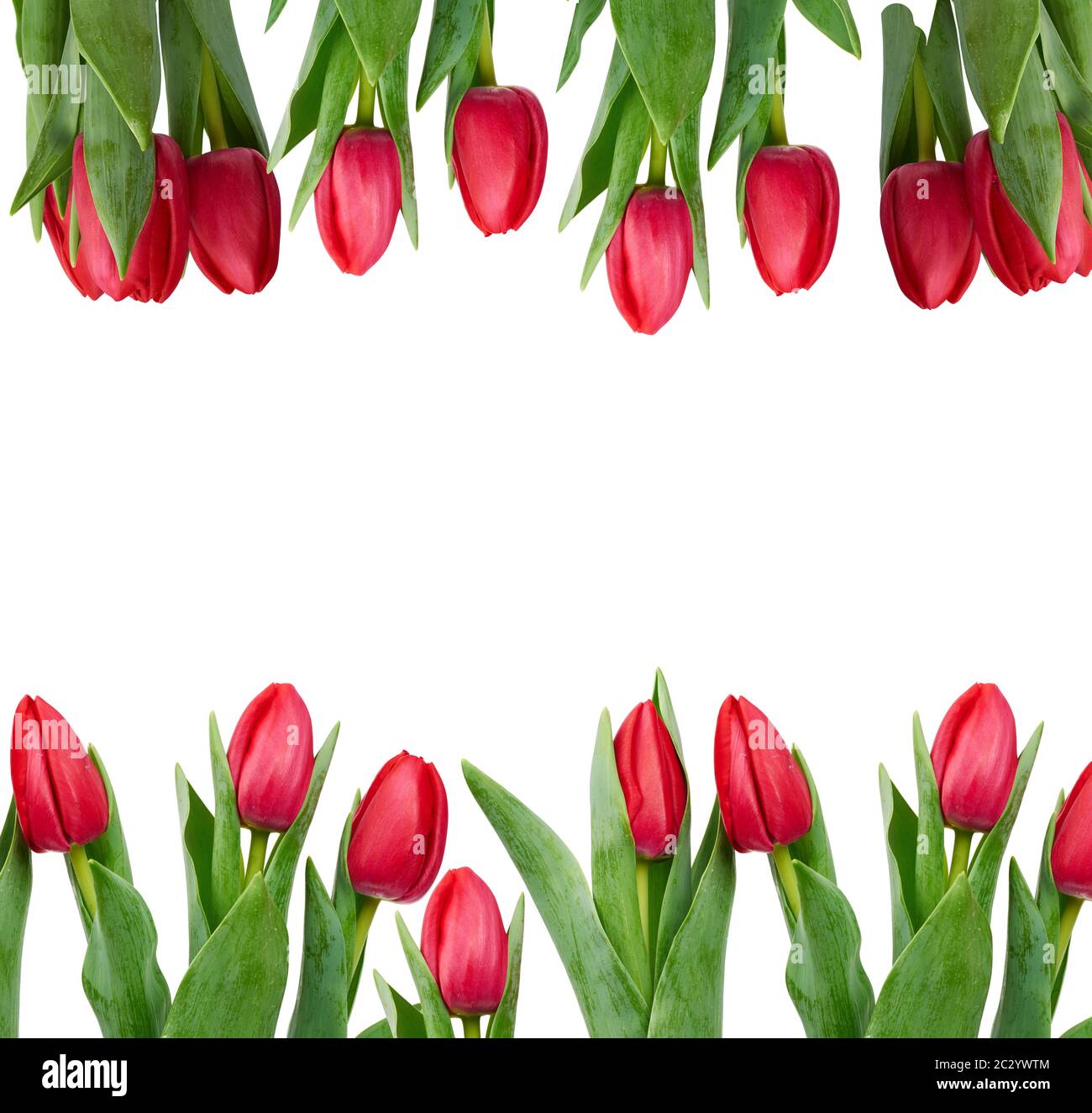 blooming red tulips with green leaves and stem isolated on white ...